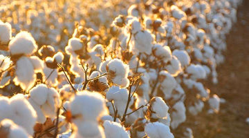 SUPIMA COTTON - What makes the difference ?